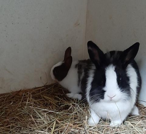 Besuch bei den Zwergkaninchen – Bild 1