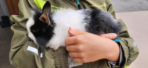 Besuch bei den Zwergkaninchen – Bild 2